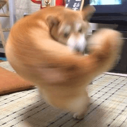 Macho Dog - Right-Hook Meme